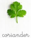 coriander